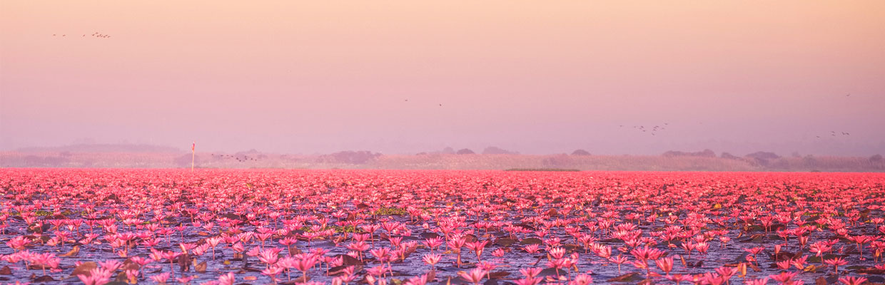 粉红色的睡莲湖